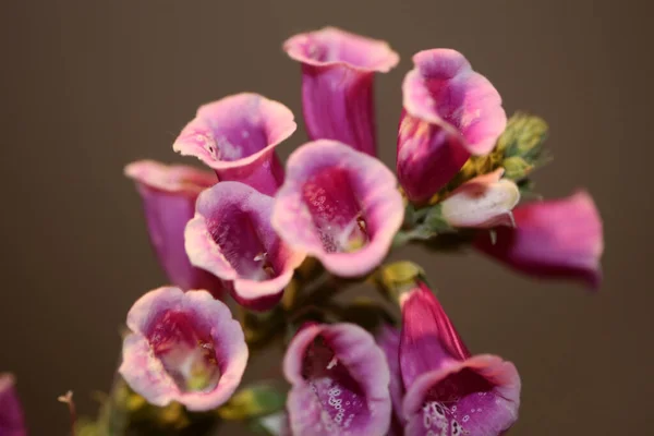 Flor Púrpura Flor Primer Plano Fondo Digitalis Purpurea Familia Plantaginaceae — Foto de Stock