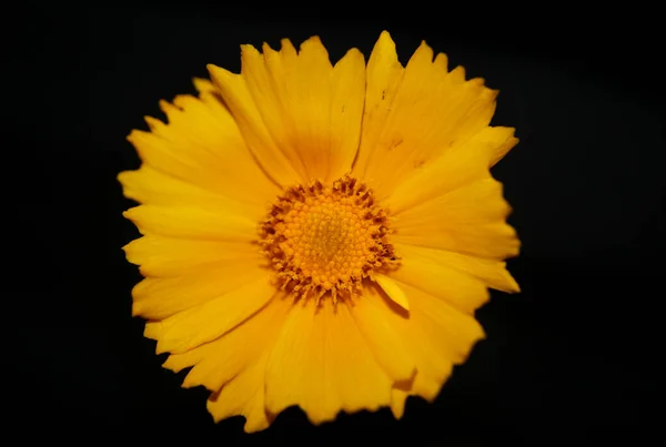 Flor Amarilla Flor Primer Plano Fondo Botánico Helianthus Giganteus Familia —  Fotos de Stock