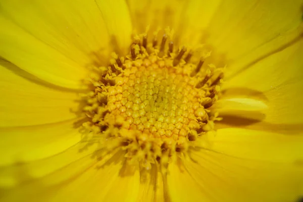 Sárga Virág Virág Virágzás Közelkép Botanikai Háttér Helianthus Giganteus Család — Stock Fotó