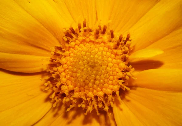 Żółty Kwiat Kwiat Zbliżyć Botaniczne Tło Helianthus Giganteus Rodzina Compositae — Zdjęcie stockowe