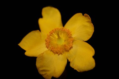 Sarı çiçek çiçek yakın arkaplan botanik yüksek kalite büyük boy baskı