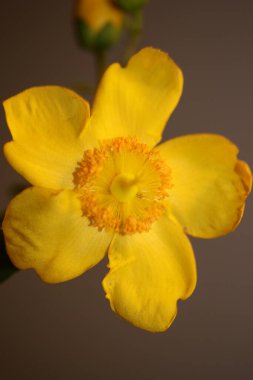 Sarı çiçek çiçek yakın arkaplan botanik yüksek kalite büyük boy baskı