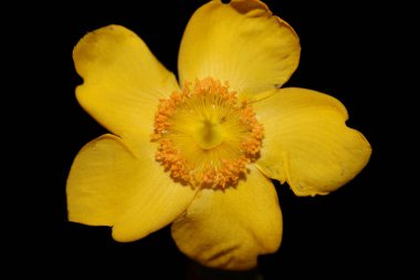 Sarı çiçek çiçek yakın arkaplan botanik yüksek kalite büyük boy baskı