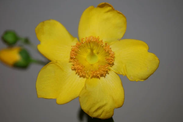 Gelbe Blume Nahaufnahme Blüte Hintergrund Botanische Hohe Qualität Großformat Drucken — Stockfoto