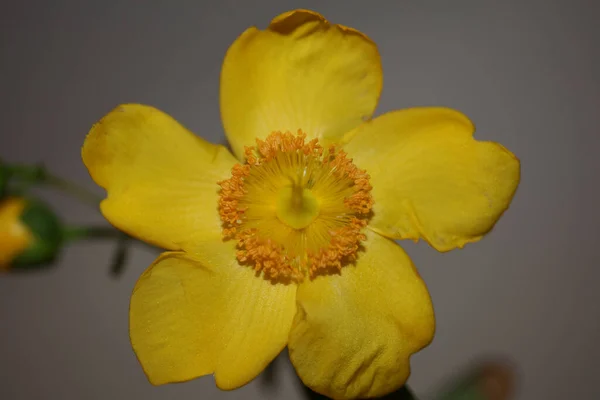Gele Bloem Close Bloesem Achtergrond Botanische Hoge Kwaliteit Grote Maat — Stockfoto