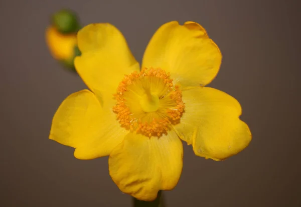 Sárga Virág Közelről Virág Háttér Botanikai Kiváló Minőségű Nagy Méretű — Stock Fotó