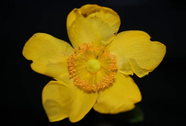 Gul Blomma Närbild Blomma Bakgrund Botaniska Hög Kvalitet Stor Storlek — Stockfoto