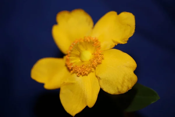 Κίτρινο Λουλούδι Κοντά Άνθος Φόντο Βοτανική Υψηλής Ποιότητας Μεγάλο Μέγεθος — Φωτογραφία Αρχείου