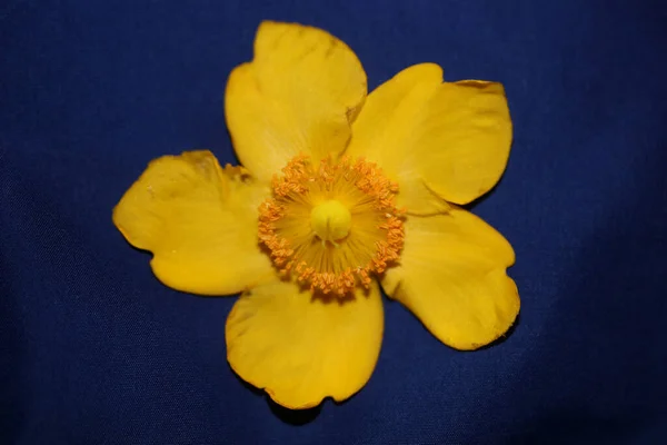 Gelbe Blume Nahaufnahme Blüte Hintergrund Botanische Hohe Qualität Großformat Drucken — Stockfoto