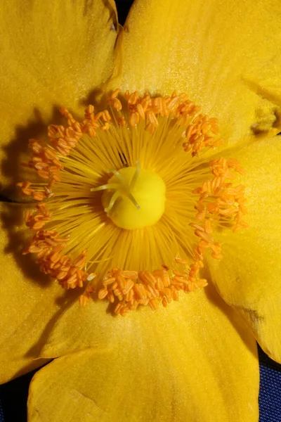 Flor Amarilla Cerca Flor Fondo Botánico Alta Calidad Tamaño Grande —  Fotos de Stock