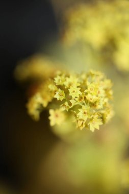 Vahşi sarı çiçek. Arka planı kapat. Yüksek kalite, büyük boy.