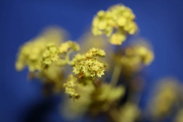 Wild Žlutý Květ Květ Zblízka Pozadí Vysoká Kvalita Velký Velikost — Stock fotografie
