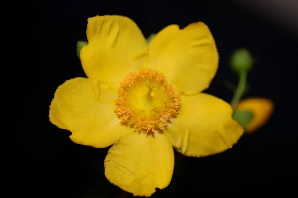 Gelbe Blume Nahaufnahme Blühen Botanischen Hintergrund Botanische Hohe Qualität Großformat — Stockfoto