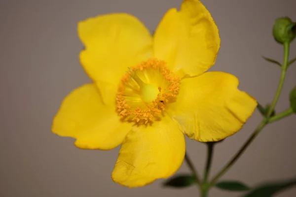Žlutý Květ Zblízka Kvetoucí Botanické Pozadí Botanické Vysoké Kvality Velké — Stock fotografie