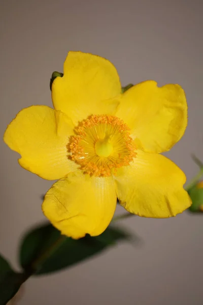 Κίτρινο Λουλούδι Κοντά Ανθίζοντας Βοτανικό Υπόβαθρο Βοτανική Υψηλής Ποιότητας Εκτυπώσεις — Φωτογραφία Αρχείου