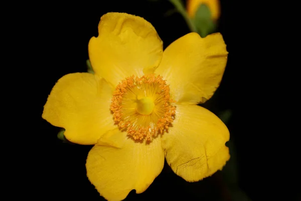 Желтый Цветок Закрыть Цветущий Ботанический Фон Ботанические Высокого Качества Печати — стоковое фото