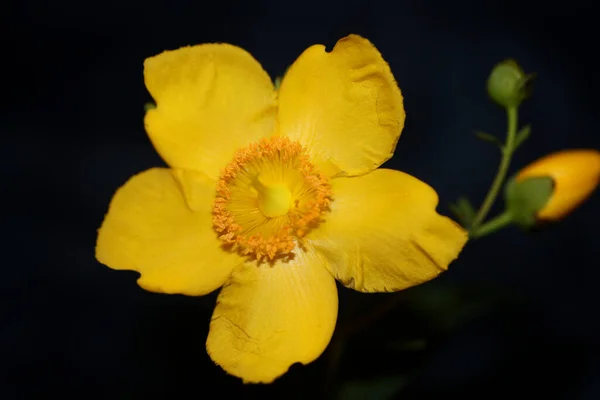 Żółty Kwiat Zbliżenie Kwitnące Botaniczne Tło Botaniczne Wysokiej Jakości Duże — Zdjęcie stockowe