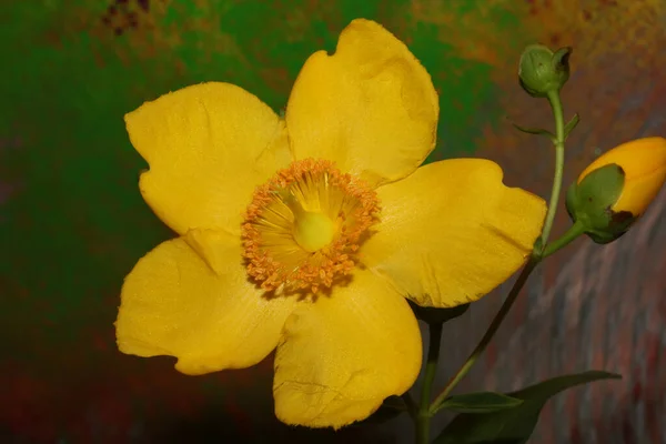 Žlutý Květ Zblízka Kvetoucí Botanické Pozadí Botanické Vysoké Kvality Velké — Stock fotografie