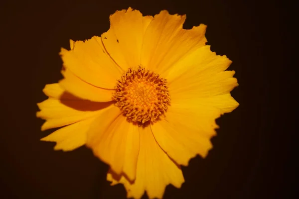 Żółty Kwiat Kwitnący Makro Botaniczne Tło Helianthus Giganteus Rodzina Compositae — Zdjęcie stockowe