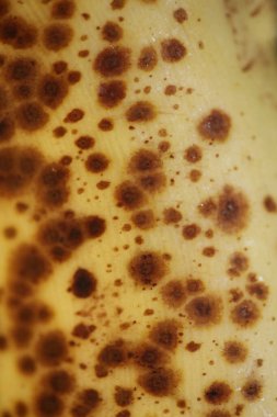 Siyah noktalı olgunlaşmış muz soyut arkaplanı kapat yüksek kalite büyük yazdırma