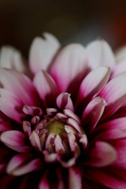 Çiçek çiçeği makro arka plan Dahlia pinnata aile kompozitesi yüksek kaliteli baskı