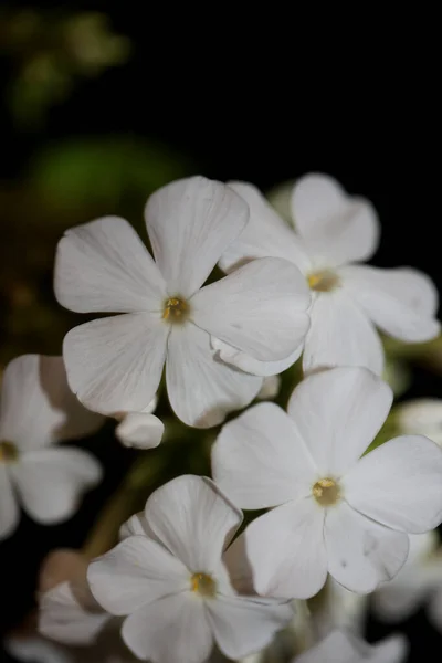 White Flower Blossom Macro Background Phlox Paniculata Family Polemoniaceae High — Stock Photo, Image