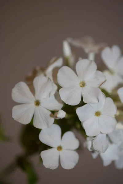 White Flower Blossom Macro Background Phlox Paniculata Family Polemoniaceae High — Stock Photo, Image