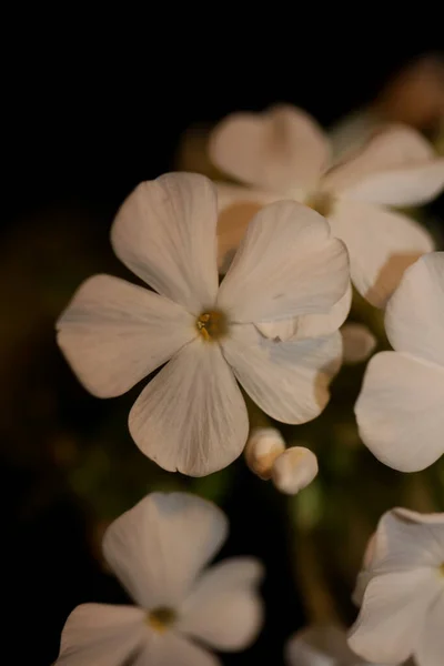 White Flower Blossom Macro Background Phlox Paniculata Family Polemoniaceae High — Stock Photo, Image