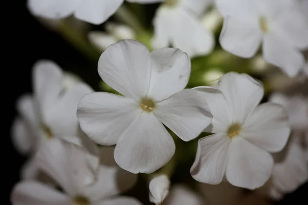 Beyaz çiçek makro arka plan phlox paniculata aile polemoniaceae yüksek kalite büyük boy baskılar