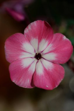 Pembe çiçek makro arka plan phlox drum mondii familyası polemoniaceae yüksek kaliteli büyük boy baskı