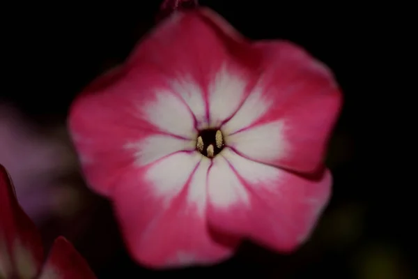 Flor Rosa Fundo Macro Flor Phlox Drummondii Família Polemoniaceae Alta — Fotografia de Stock