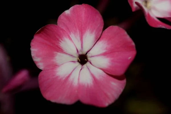 Roze Bloesem Macro Achtergrond Phlox Drummondii Familie Polemoniaceae Hoge Kwaliteit — Stockfoto