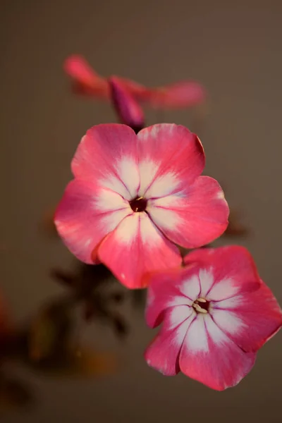 Ροζ Λουλούδι Ανθίζει Μακροεντολή Φόντο Phlox Drummondii Οικογένεια Polemoniaceae Υψηλής — Φωτογραφία Αρχείου