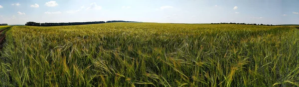 夏の日にライ麦が育つ畑、旗 — ストック写真