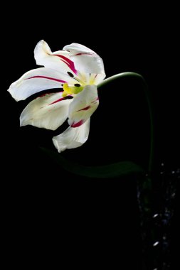 Siyah arka planda güzel bir lale çiçeği