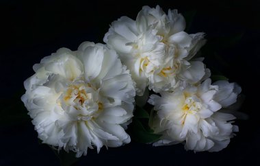 Siyah arka planda üç beyaz şakayık..