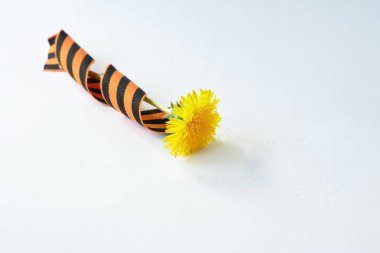 Sarı çiçekler ve beyaz arka planda Aziz George kurdelesi. 9 Mayıs zafer günü geçmişi