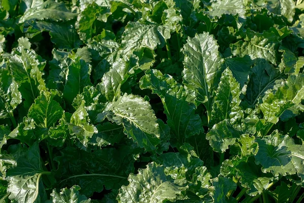 Healthy ripe sugar beet field ready to harvest. Green field of beets. Agricultural landscape, agriculture