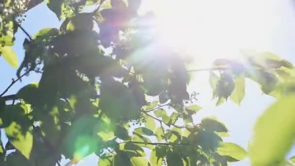 Весенняя ветвь цветет, солнце светит сквозь листья — стоковое видео