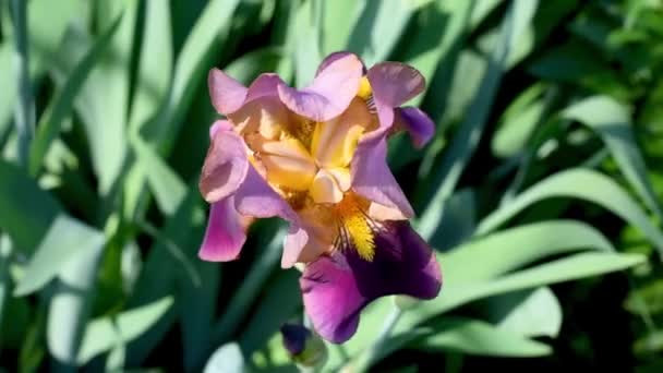 Flor de iris púrpura en el jardín de verano — Vídeo de stock