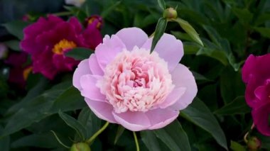 Yaz bahçesinde pembe şakayık