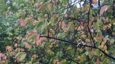 Ağaçların dallarına yağmur yağıyor. Sonbahar havası.