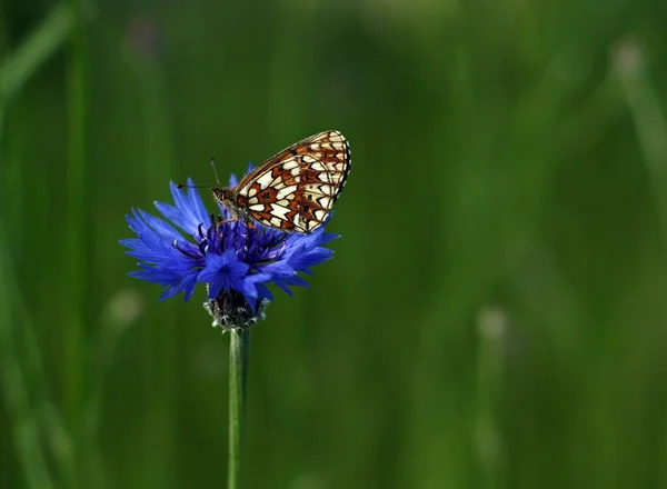 Motyl Niebieskim Kwiatku — Φωτογραφία Αρχείου