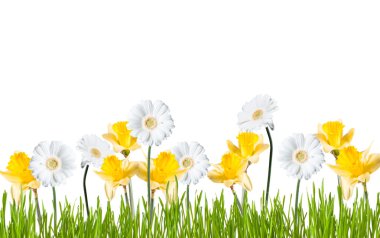 Çiçek Gerber Daisy