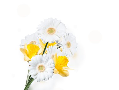 Çiçek Gerber Daisy