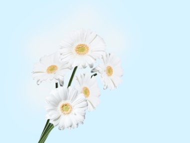 Gerber Daisy, üzerinde mavi arka plan izole
