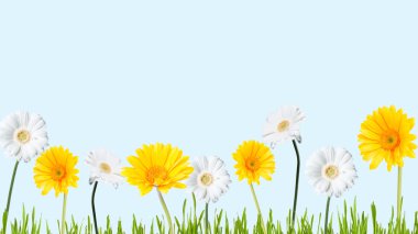 Gerber Daisy Garden olabilir, üzerinde izole mavi arka plan
