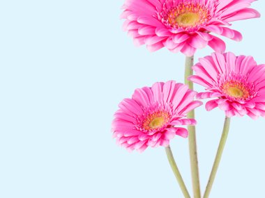 Gerber Daisy Garden olabilir, üzerinde izole mavi arka plan