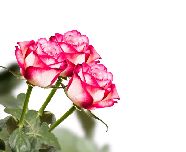 Frühlingsblume Isoliert Auf Weißem Hintergrund — Stockfoto