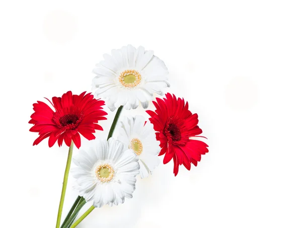 Gerber Daisy Isolerad Vit Bakgrund — Stockfoto